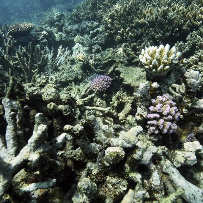 Deep sea mining permits may be coming soon. What are they and what might happen?